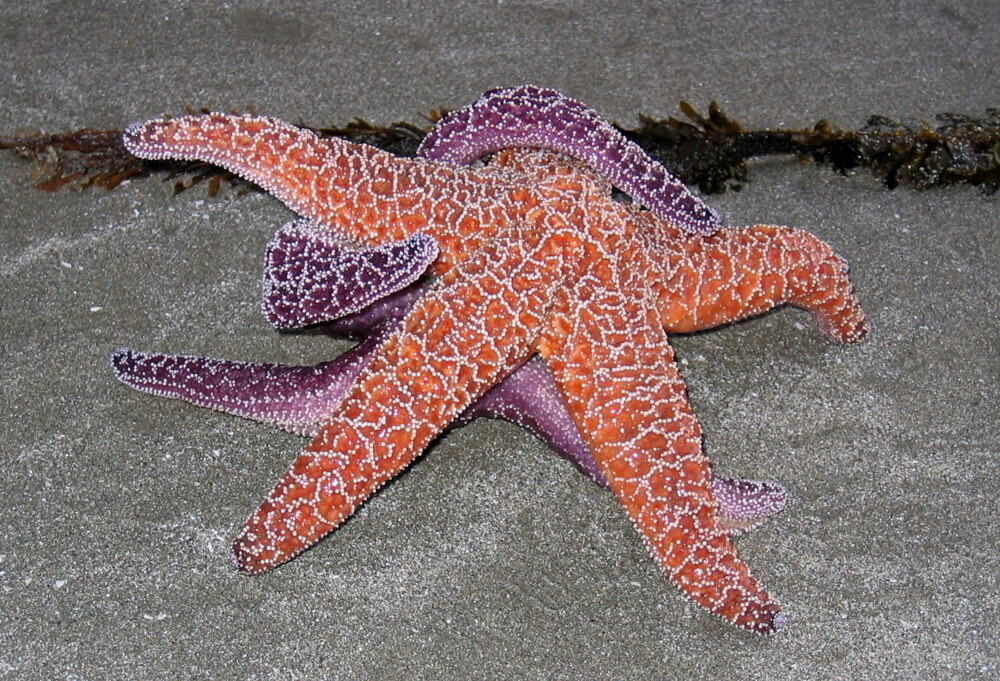 http://phlogthat.files.wordpress.com/2007/07/star-fish-making-love.jpg