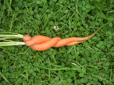 http://lovecarrots.files.wordpress.com/2007/02/love-carrotsvsm.jpg