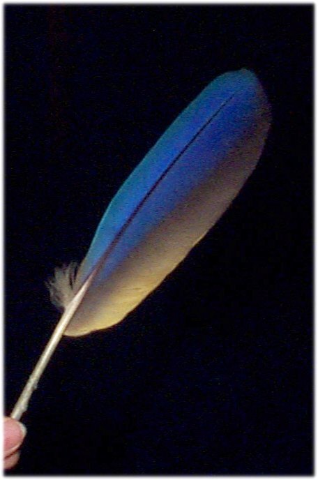 http://whozoo.org/ZooPax/feather12.JPG