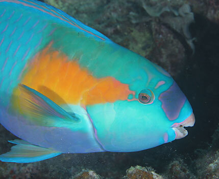 http://www.hanauma-bay-hawaii.com/000000825833Small.jpg