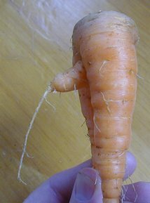 http://www.ocf.berkeley.edu/~jjlin/fruit/carrot-penis2.jpg