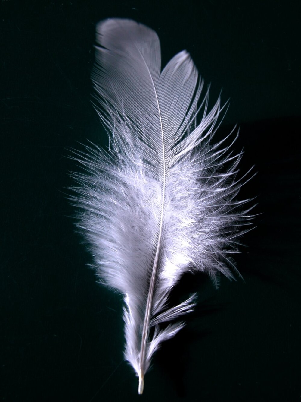 http://upload.wikimedia.org/wikipedia/commons/4/48/A_single_white_feather_closeup.jpg